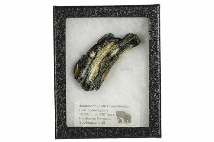 Mammoth Molar Slice With Case - South Carolina #106526